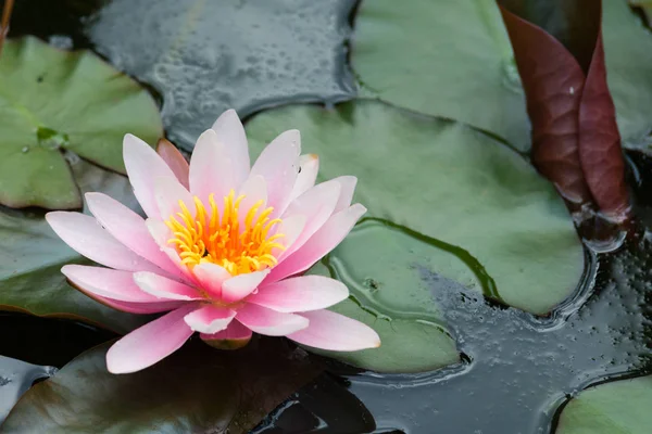 Lotus flower in lake — Stock Photo, Image