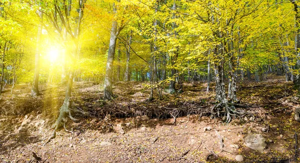 Осенний лес на краю ущелья — стоковое фото