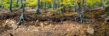 autumn forest on edge of ravine clipart