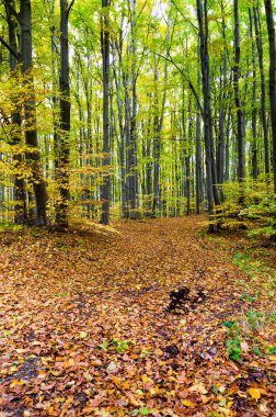 renkli sonbahar orman