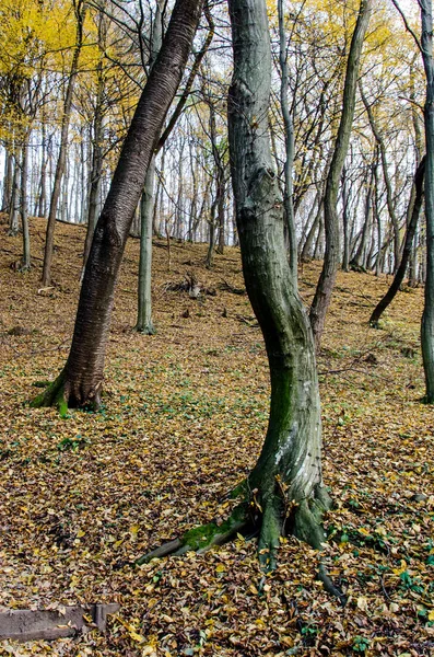 renkli sonbahar orman