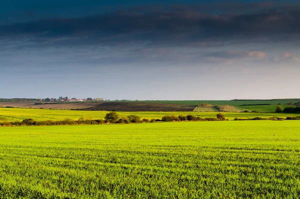 Vară câmp agricol verde — Fotografie, imagine de stoc
