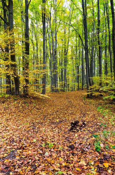 Renkli sonbahar orman — Stok fotoğraf