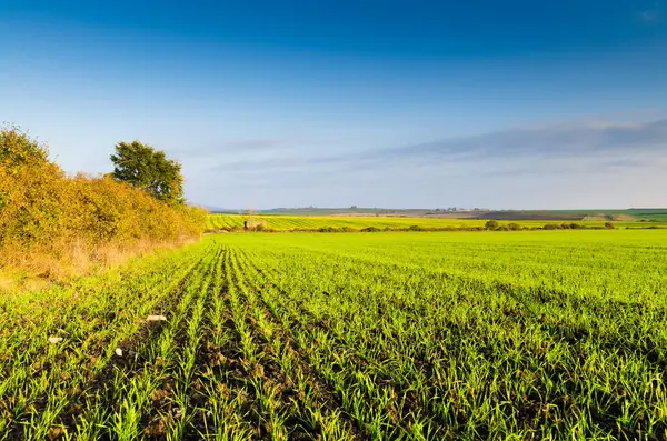 Літнє зелене фермерське поле — стокове фото