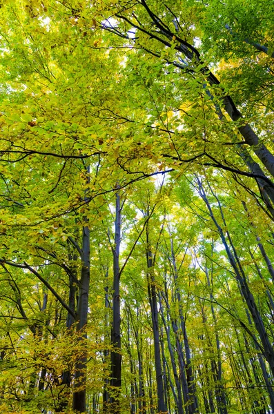 Hermoso bosque en día soleado — Foto de Stock