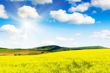 Sarı yağ çekirdeği tecavüz sahası