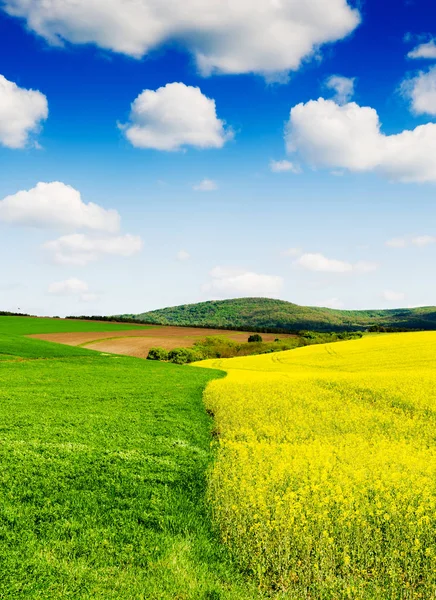 Campo de colza oleaginosa amarilla — Foto de Stock