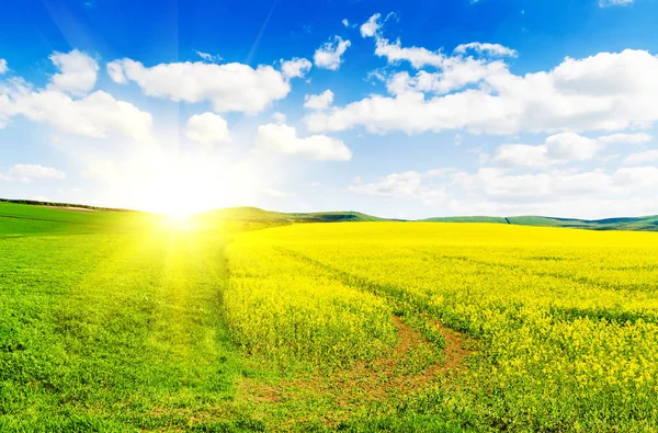 Campo de colza amarelo — Fotografia de Stock