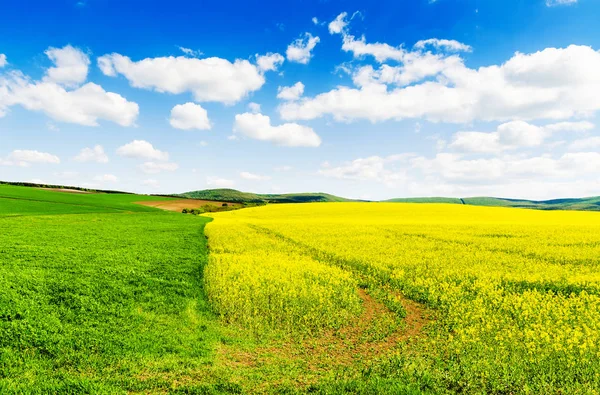Sarı yağ çekirdeği tecavüz sahası