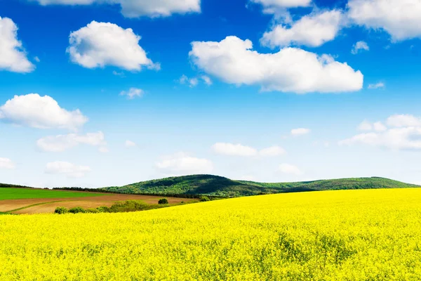 Sarı yağ çekirdeği tecavüz sahası