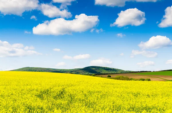 Feltet Gul raps av oljeholdige frø – stockfoto