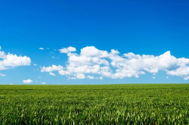 yeşil tarla ve mavi gökyüzü