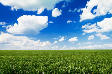 yeşil tarla ve mavi gökyüzü