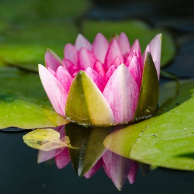 Güzel nilüfer çiçeği