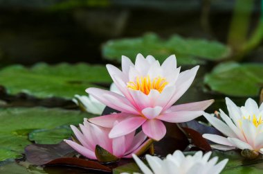 Güzel nilüfer çiçeği