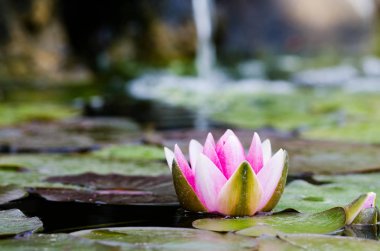 Güzel nilüfer çiçeği