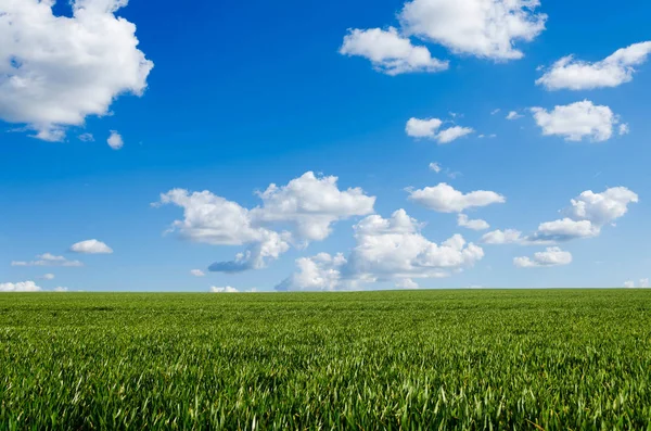 Campo verde e cielo blu — Foto Stock