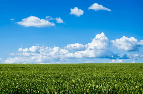 Campo verde e cielo blu — Foto Stock