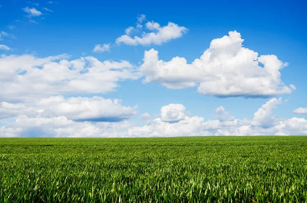 Campo verde e cielo blu — Foto Stock