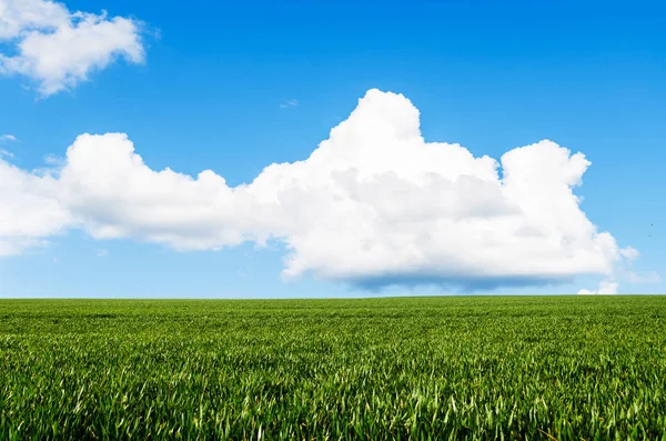 Campo verde y cielo azul —  Fotos de Stock