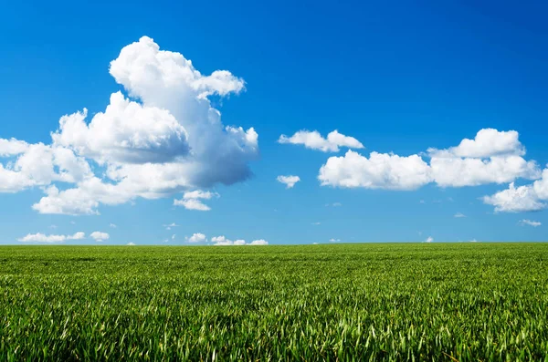 Campo verde e cielo blu — Foto Stock