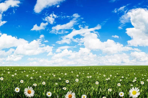 Grama, flores e céu azul — Fotografia de Stock