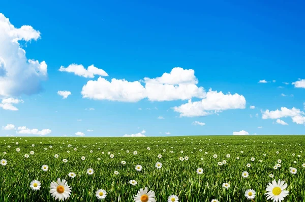 Hierba, flores y cielo azul —  Fotos de Stock