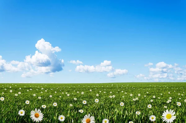 Fű, a virágok és a kék ég — Stock Fotó