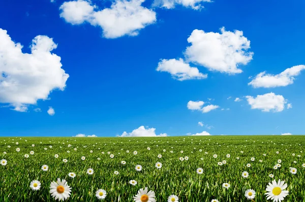 Græs, blomster og blå himmel - Stock-foto