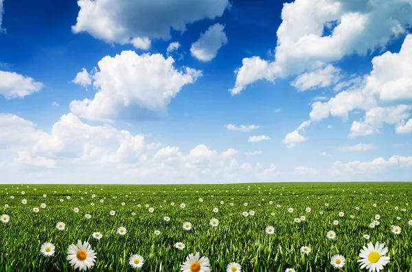 Grama, flores e céu azul — Fotografia de Stock