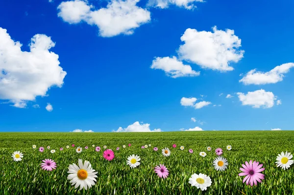 Fű, a virágok és a kék ég — Stock Fotó