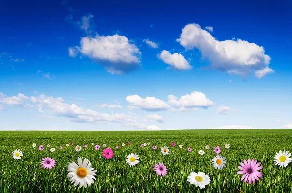 Grama, flores e céu azul — Fotografia de Stock