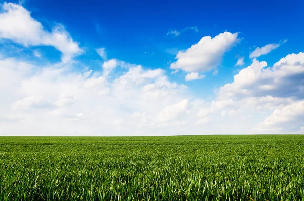 Grüne Wiese und blauer Himmel — Stockfoto