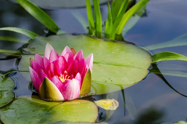 Schöne Lotusblume — Stockfoto