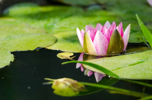 Красивый цветок лотоса — стоковое фото