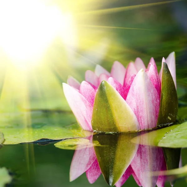 Belle fleur de lotus — Photo