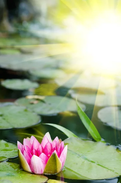 Квітка лотоса красиві — стокове фото