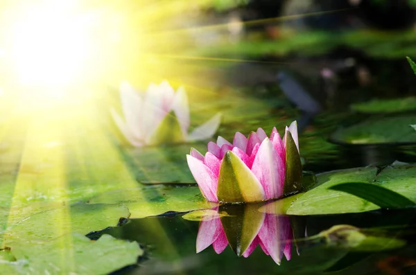 Schöne Lotusblume — Stockfoto