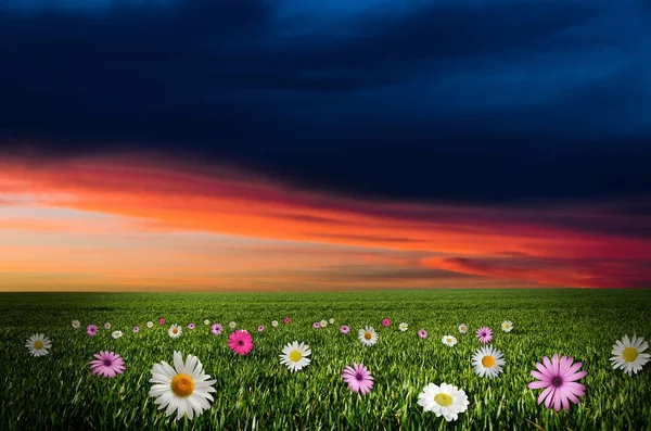 Campo de flores en la noche —  Fotos de Stock