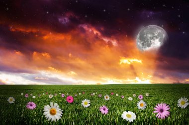 Gece çiçek alanı