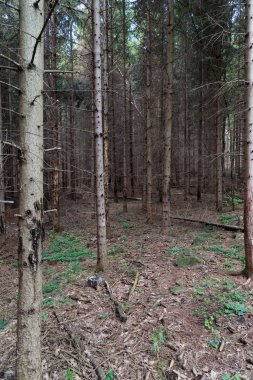 doğa arka plan ile orman