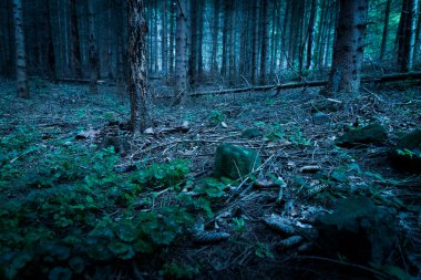 doğa arka plan ile orman