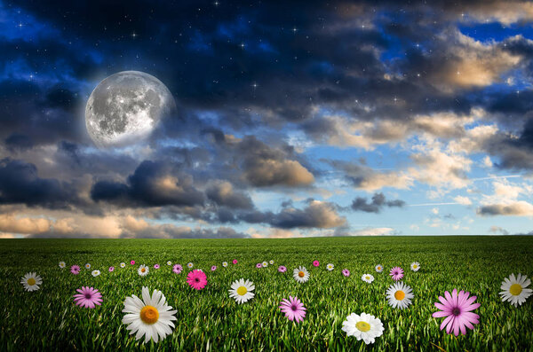 Flower field and moon on night sky