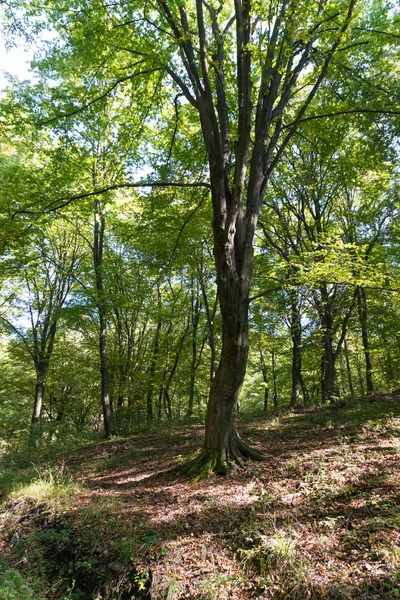 Природный фон с лесом — стоковое фото