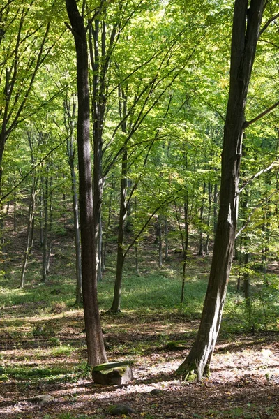 Natur baggrund med skov - Stock-foto