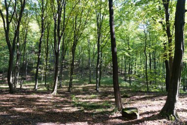 doğa arka plan ile orman