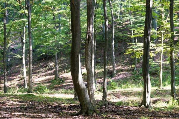 Doğa arka plan ile orman — Stok fotoğraf