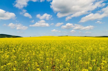 Sarı yağ çekirdeği tecavüz tarlası Mavi gökyüzünün altında güneşli