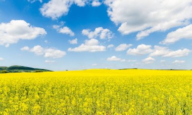Sarı yağ çekirdeği tecavüz tarlası Mavi gökyüzünün altında güneşli