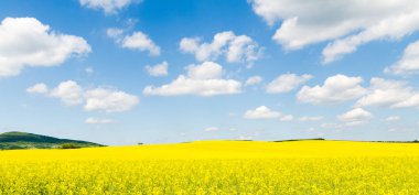 Sarı yağ çekirdeği tecavüz tarlası Mavi gökyüzünün altında güneşli